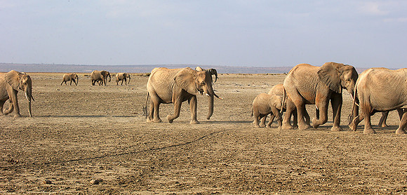 Amboseli National park