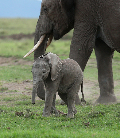 Laikipia