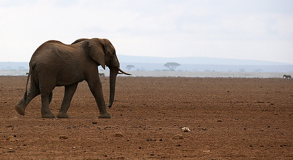 Amboseli National park