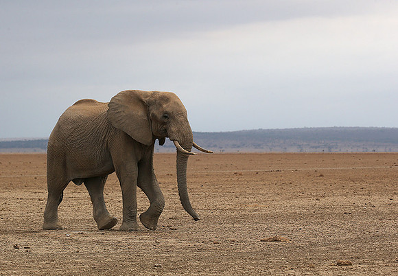 Amboseli National park