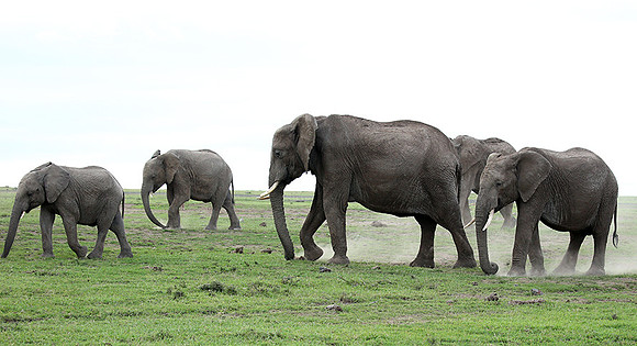 Laikipia