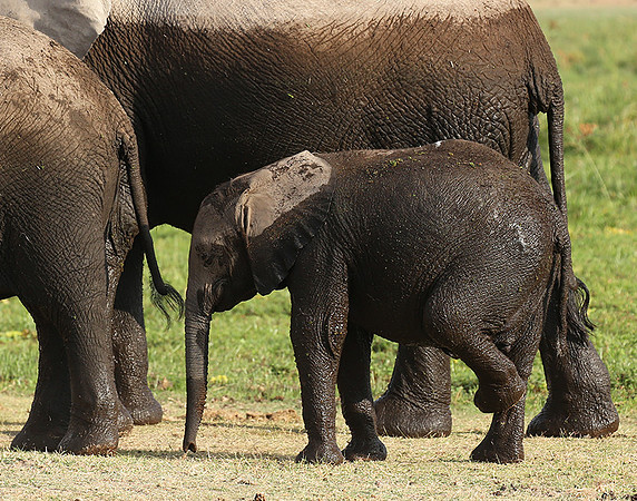Amboseli National park