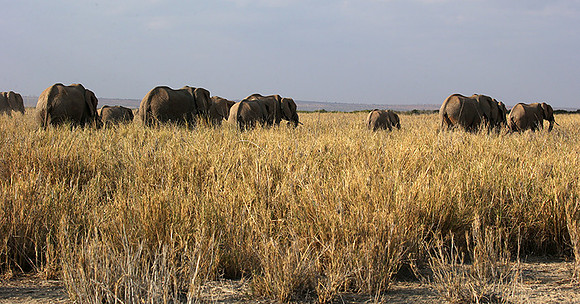 Amboseli National park