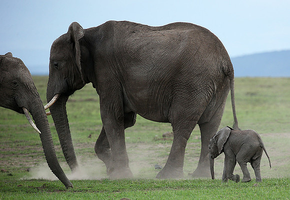 Laikipia