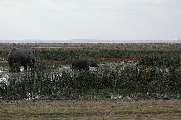 Amboseli National park