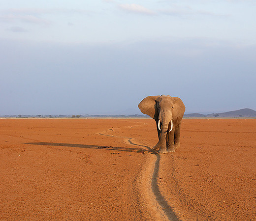 Amboseli National park
