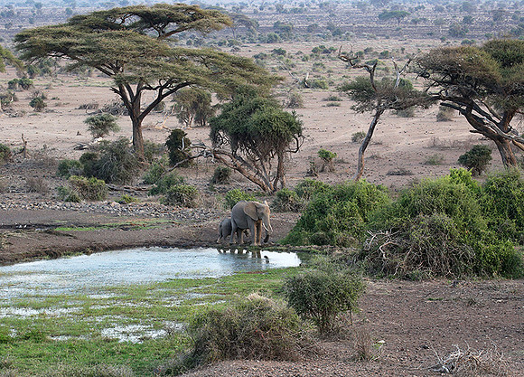 Amboseli National park