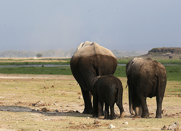 Amboseli National park
