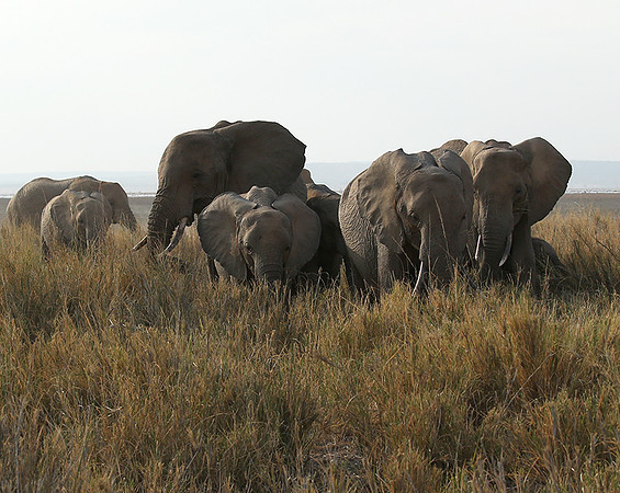 Amboseli National park