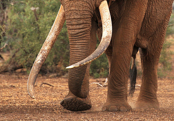 One of the biggest tuskers of Kenya - location not disclosed to avoid poaching