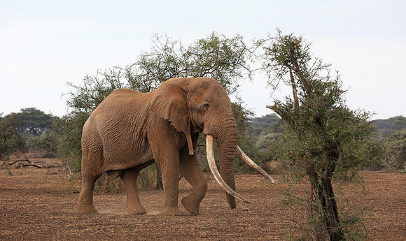 One of the biggest tuskers of Kenya - location not disclosed to avoid poaching