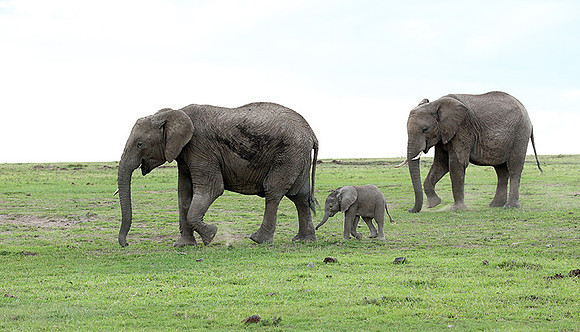 Laikipia