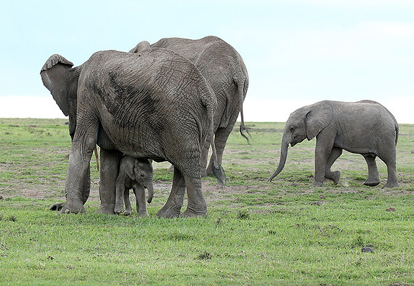 Laikipia