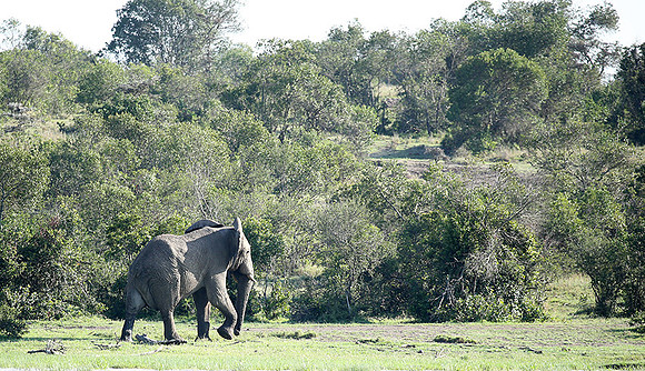 Laikipia