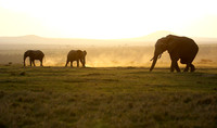 Laikipia