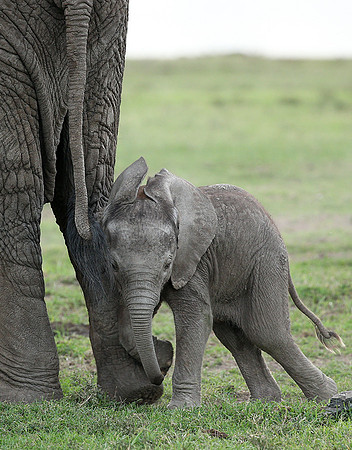Laikipia