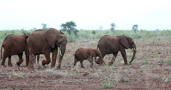Meru NP