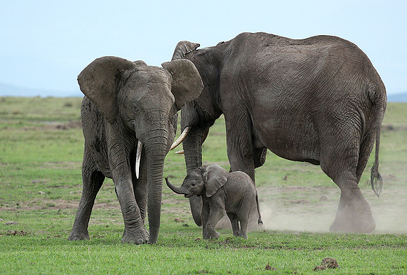 Laikipia