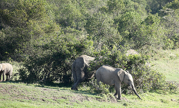 Laikipia