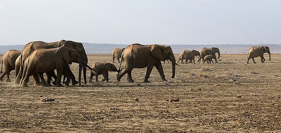 Amboseli National park