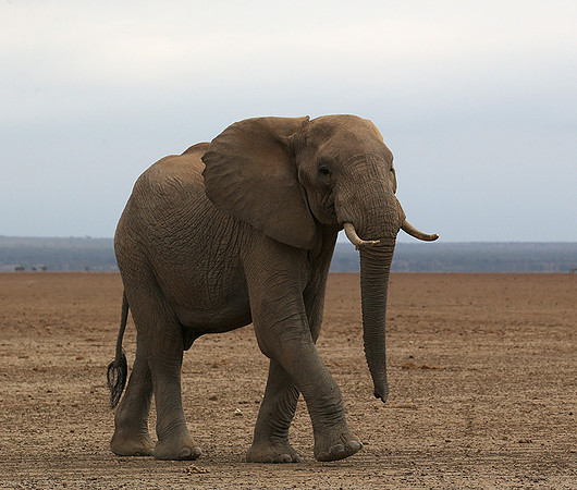 Amboseli National park