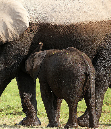Amboseli National park