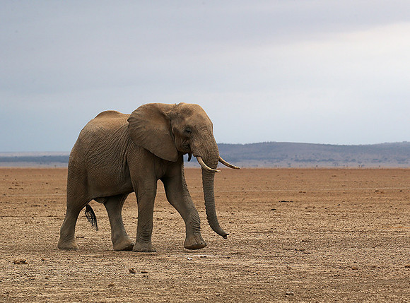 Amboseli National park