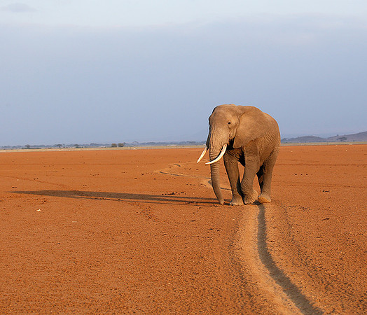 Amboseli National park
