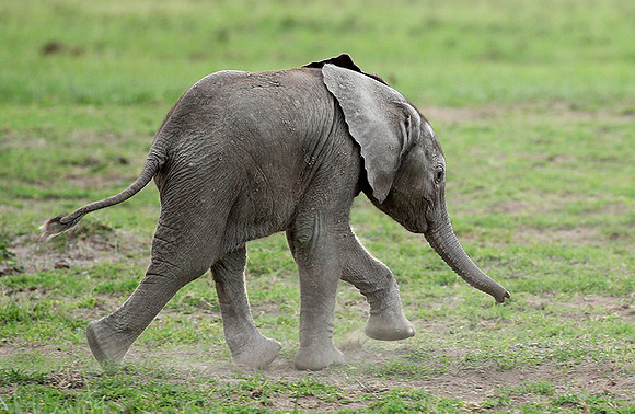 Laikipia