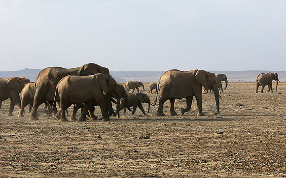 Amboseli National park