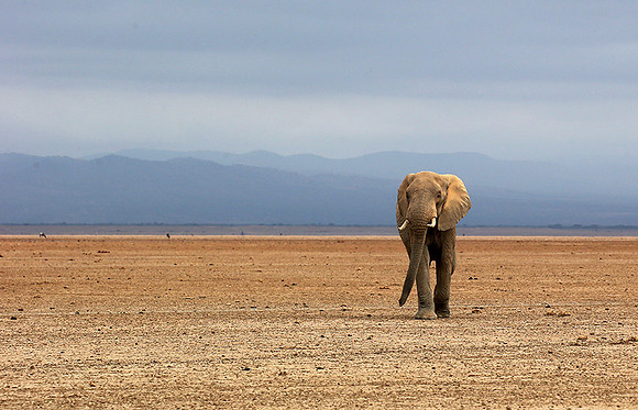 Amboseli National park