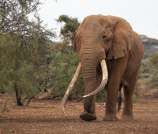 One of the biggest tuskers of Kenya - location not disclosed to avoid poaching