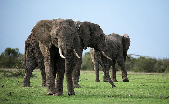 Laikipia