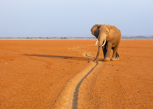 Amboseli National park