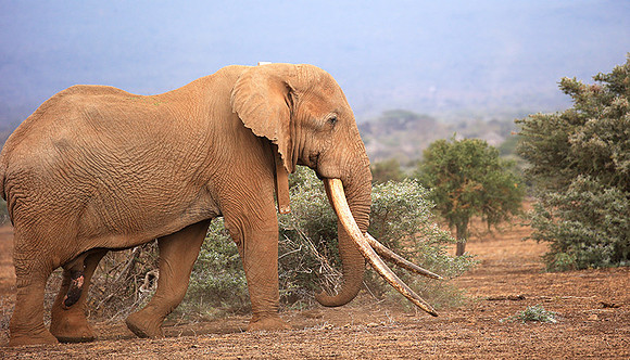 One of the biggest tuskers of Kenya - location not disclosed to avoid poaching