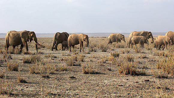 Amboseli National park