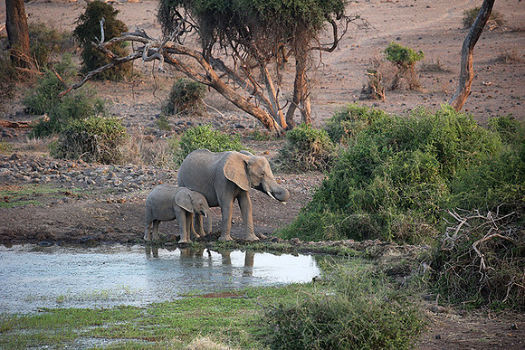 Amboseli National park