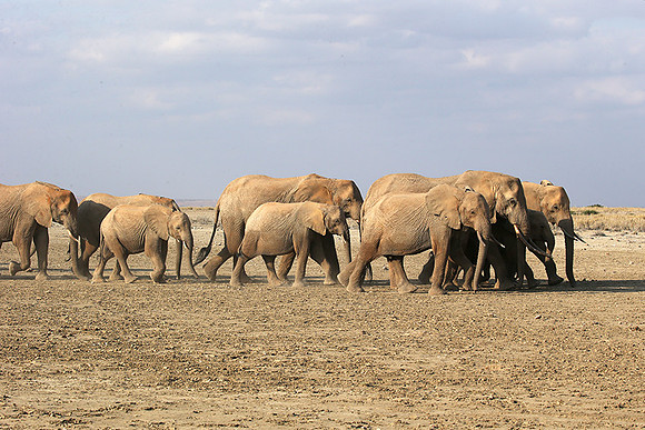 Amboseli National park