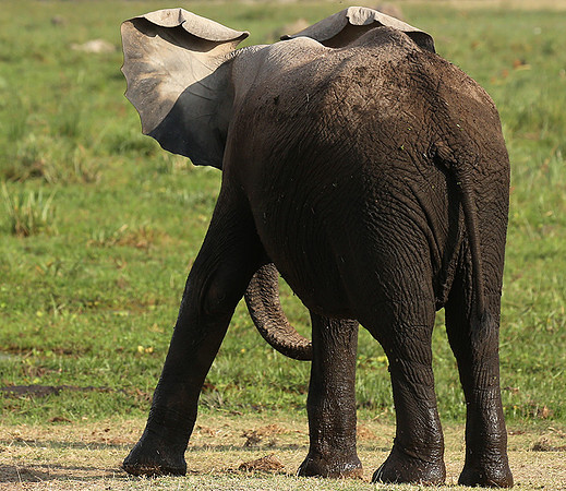Amboseli National park