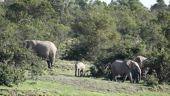 Laikipia