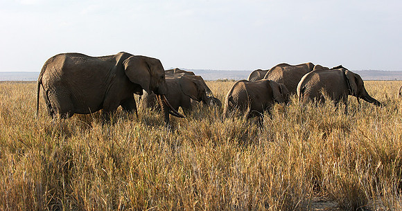 Amboseli National park