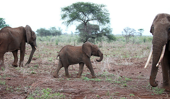 Meru NP