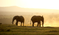 Laikipia