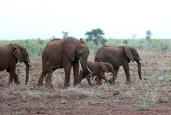 Meru NP