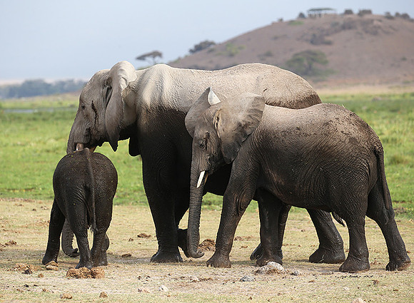 Amboseli National park