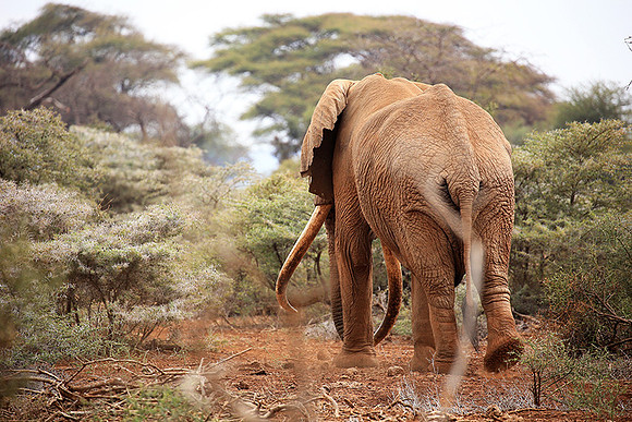 Biggest tusker in Kenya (location not disclosed to avoid poaching)