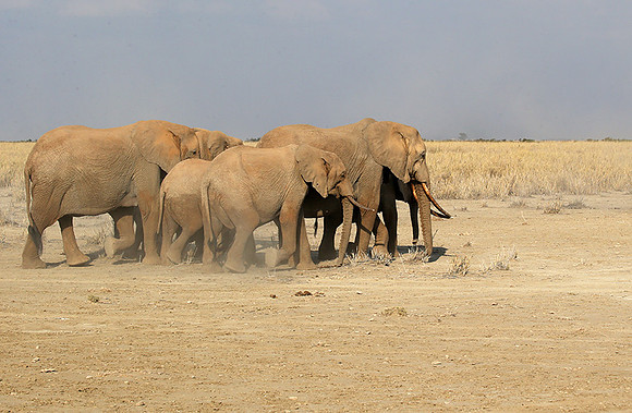 Amboseli National park