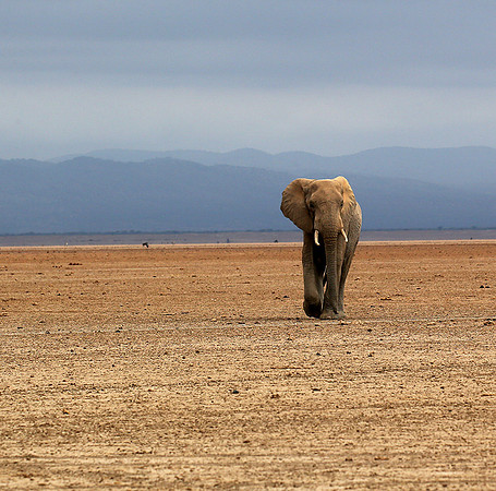 Amboseli National park