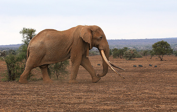One of the biggest tuskers of Kenya - location not disclosed to avoid poaching