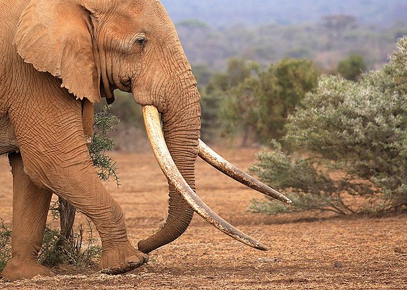 One of the biggest tuskers of Kenya - location not disclosed to avoid poaching